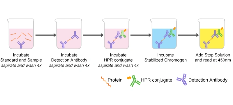 The ELISA technique is used to detect an antigen in a given sample (The antigen is added to the microplate wells and captured by the immobilized antibody. The primary antibody binds specifically to the captured antigen. An enzyme-labeled secondary antibody is introduced and then catalyzes the color-producing reaction upon addition of a chromogenic substrate, yielding a color change to quantitatively or qualitatively detect the antigen.)
