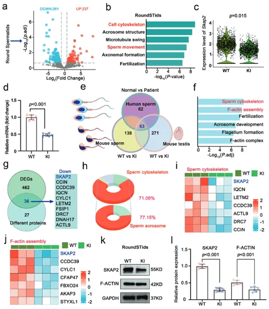 Abnormal RNA and protein profiles in gene knock-in mice