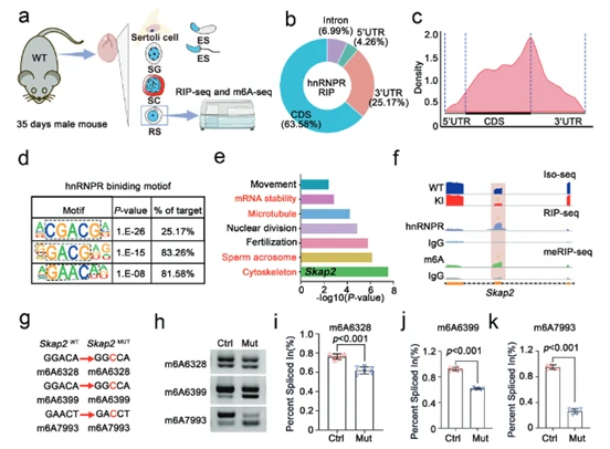 hnRNPR protein regulates Skap2 transcript alternative splicing via m6A mediation