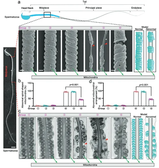 mEVs-SKAP2 restores mitochondrial structure in mouse sperm