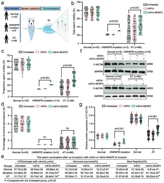 mEVs-SKAP2 alleviates asthenoteratozoospermia in human sperm