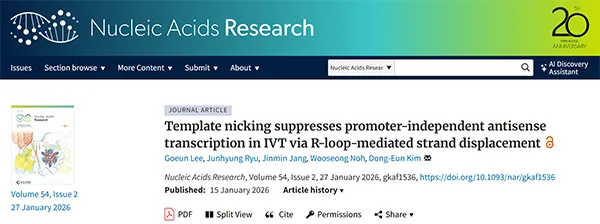 Template nicking suppresses promoter-independent antisense transcription in IVT via R-loop-mediated strand displacement