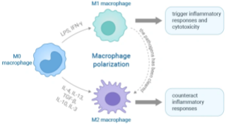Two Types of Macrophages: M1 and M2 Macrophages