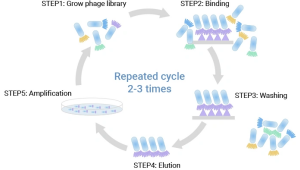 Phage Display: From Antibody Discovery to Therapeutic Breakthroughs