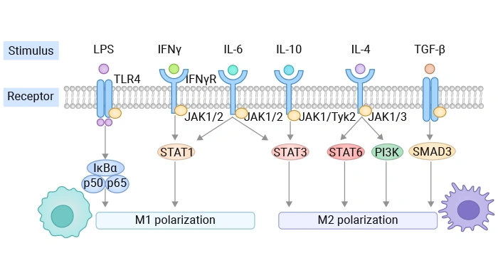 Factors affecting macrophage polarization
