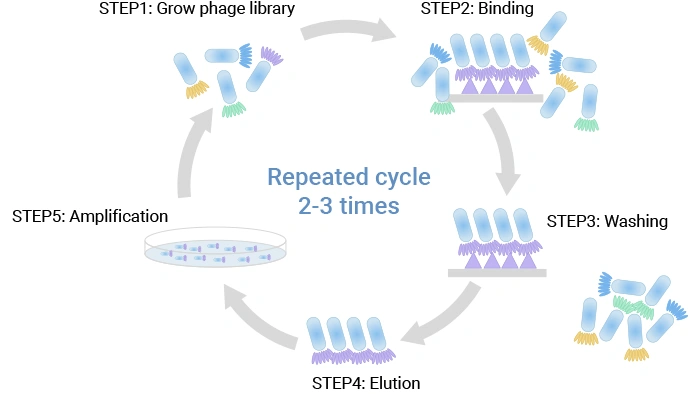 The phage display protocol