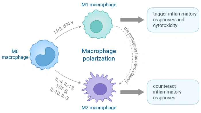 The polarization process of macrophages and its triggering targets