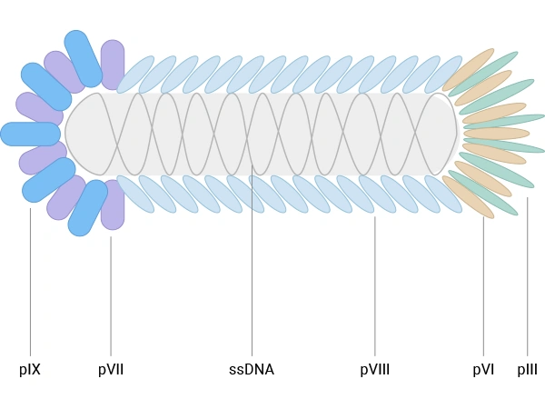 The schematic diagram of E. coli filamentous bacteriophage