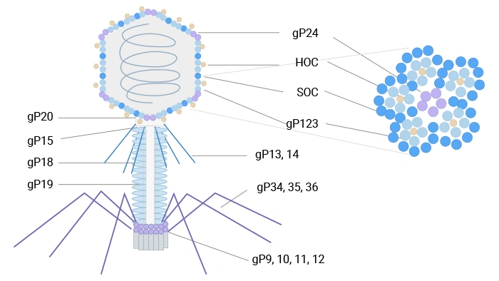 The schematic diagram of T4 phage