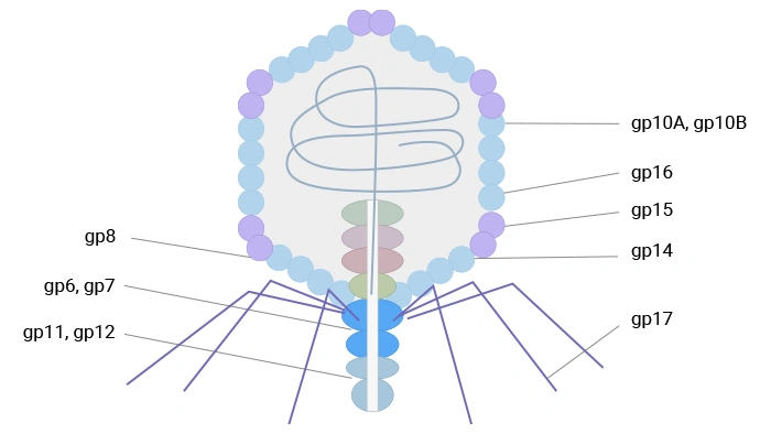 The schematic diagram of T7 phage