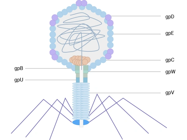 The schematic diagram of λ phage