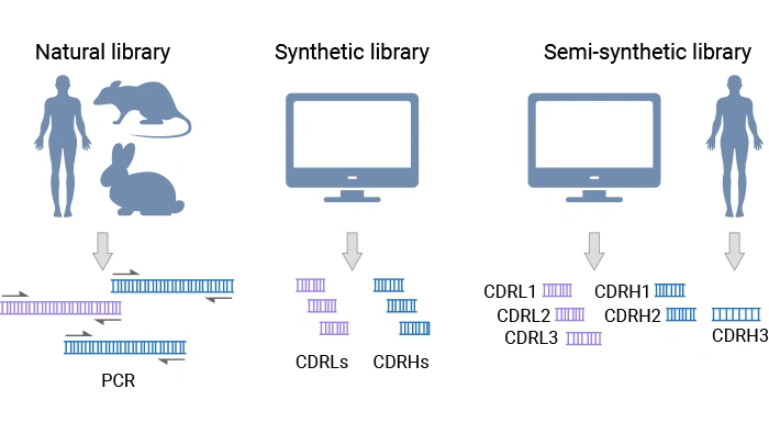 Types of antibody phage display libraries
