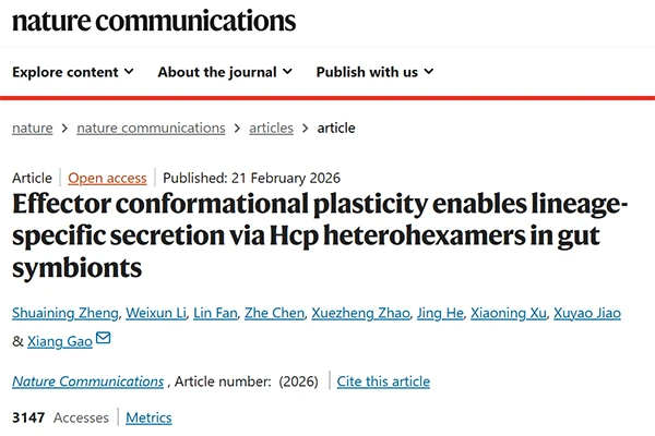 Effector conformational plasticity enables lineage-specific secretion via Hcp heterohexamers in gut symbionts