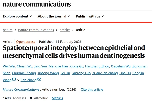 Spatiotemporal interplay between epithelial and mesenchymal cells drives human dentinogenesis