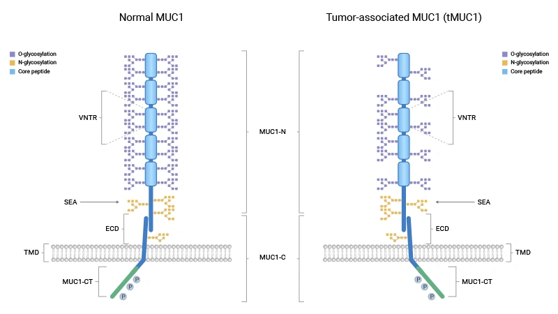 From "Physical Barrier" to "Signaling Hub": How Mucin MUC1 Drives Tumor Progression