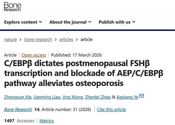 C/EBPβ dictates postmenopausal FSHβ transcription and blockade of AEP/C/EBPβ pathway alleviates osteoporosis