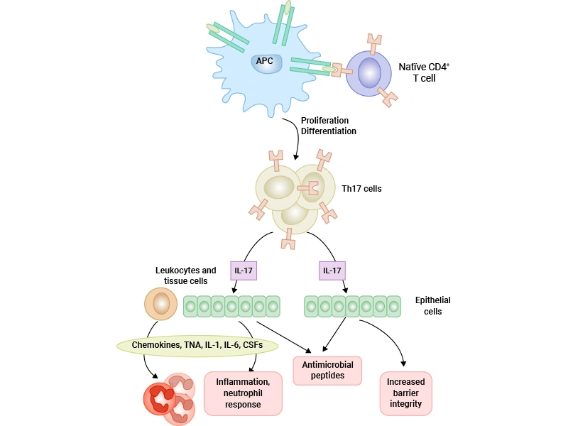 Biological Effects of Th17 cells