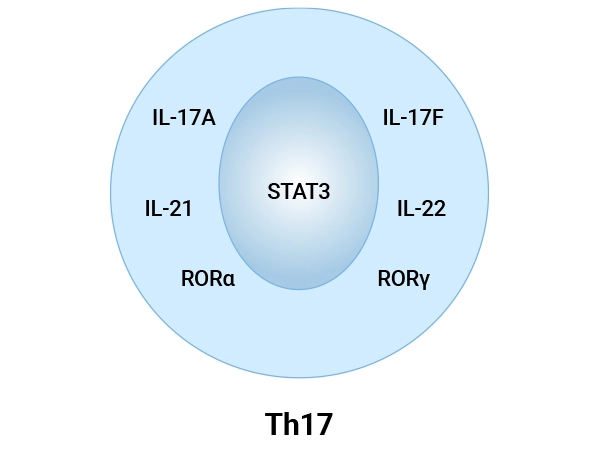 Cell Markers of Th17 Cells