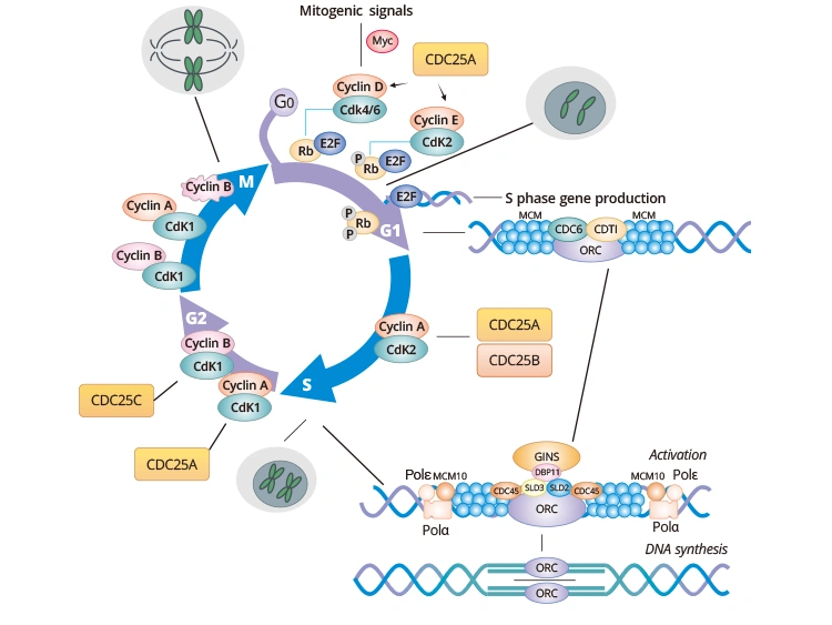 Cell cycle markers at each phase of the cell cycle
