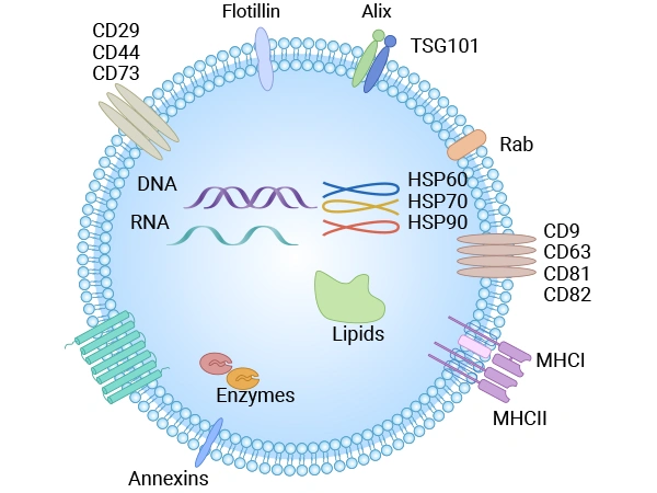 Typical representative composition of exosomal cargo [14]