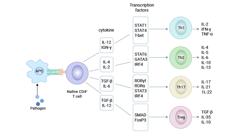 Four subsets of CD4⁺ T cells