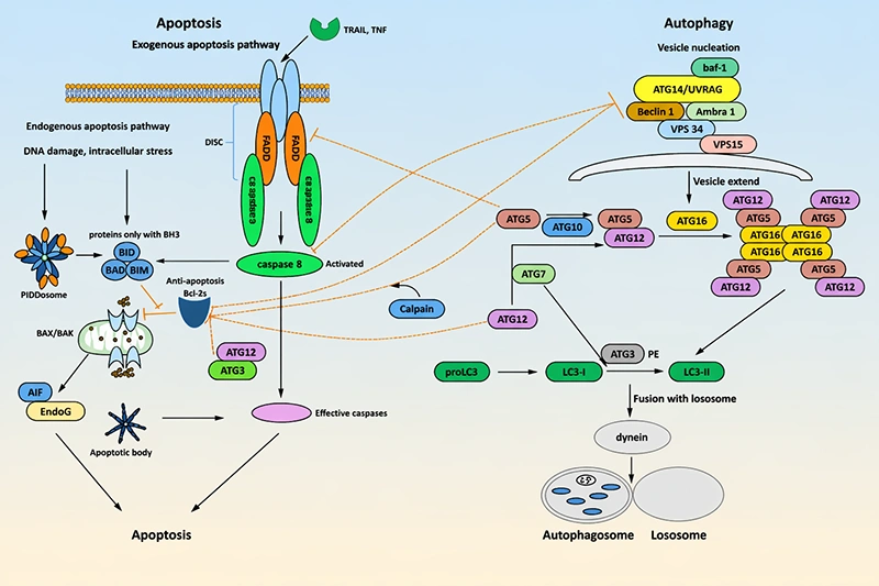 The key crosstalk factors of apoptosis and autophagy