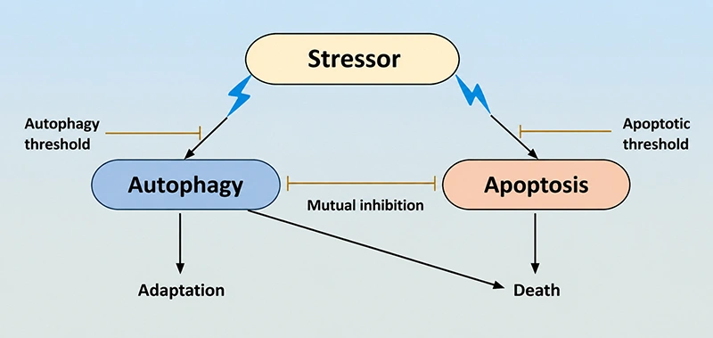 The relationship between apoptosis and autophagy