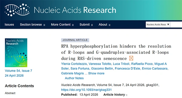 RPA hyperphosphorylation hinders the resolution of R-loops and G-quadruplex-associated R-loops during RAS-driven senescence