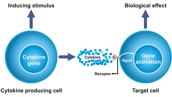 The process by which cytokines work