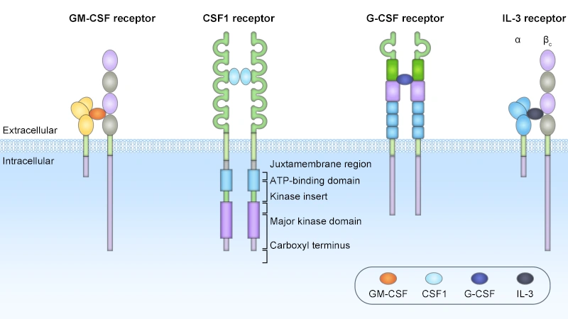 The structures of the CSF receptors