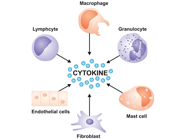 Various cells that produce cytokines