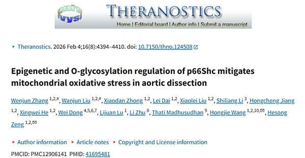 Epigenetic and O-glycosylation regulation of p66Shc mitigates mitochondrial oxidative stress in aortic dissection