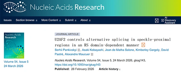 U2AF2 controls alternative splicing in speckle-proximal regions in an RS domain-dependent manner
