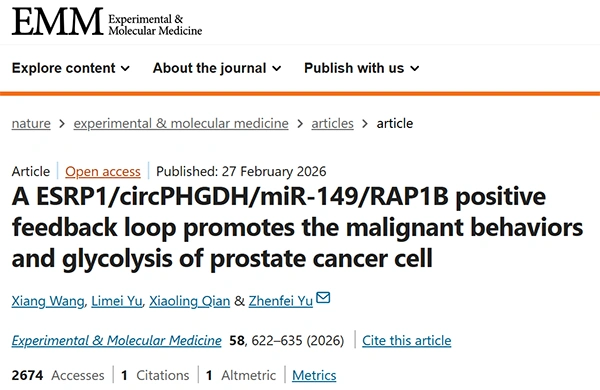 A ESRP1/circPHGDH/miR-149/RAP1B positive feedback loop promotes the malignant behaviors and glycolysis of prostate cancer cell