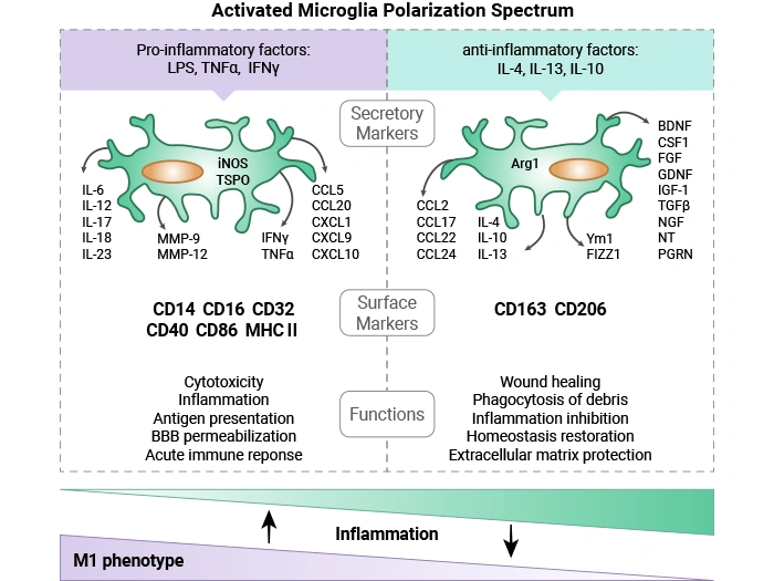 Activated microglia markers of the M1 and M2 polarization spectrum—cellular and released