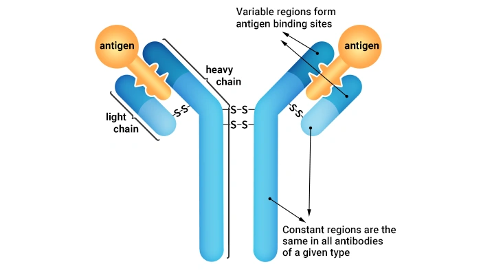 Antibody structure (Y-shaped type)