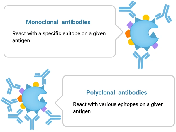 Monoclonal Antibody VS. Polyclonal Antibody