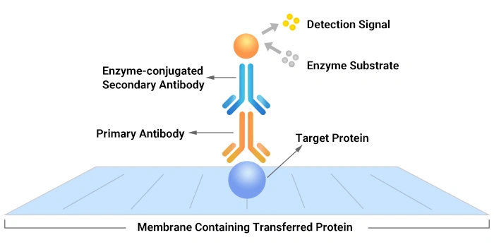 WB Principle Diagram