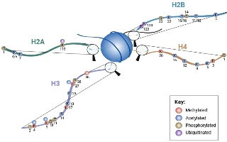 How Do Histone Modifications Affect Gene Expression?