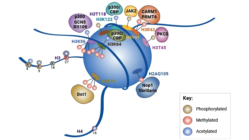 Schematic Showing Histone Globular Domain Modifications