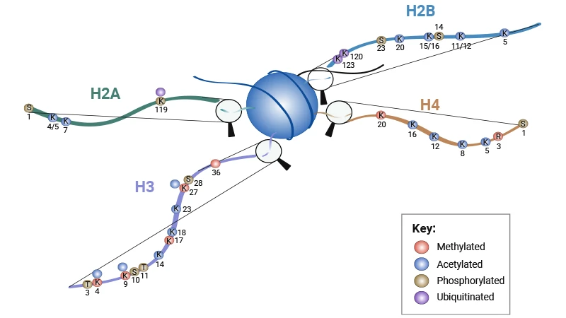 Schematic Showing Histone Tail Modifications