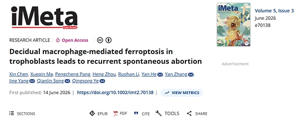 Decidual macrophage‐mediated ferroptosis in trophoblasts leads to recurrent spontaneous abortion