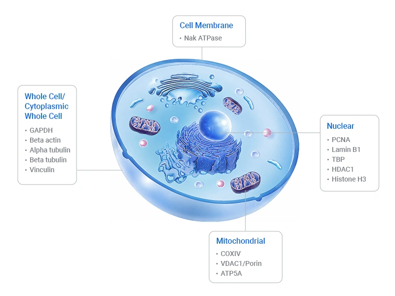 Common loading control proteins