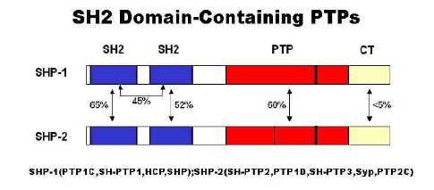 The Src homology 2 domain tyrosine phosphatases SHP-1 and SHP-2