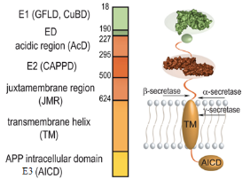 The multi-domain structure of the amyloid precursor protein