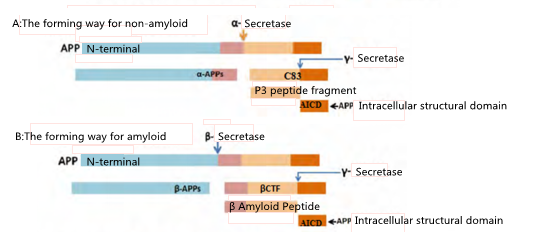 The metabolic pathways of the amyloid precursor protein