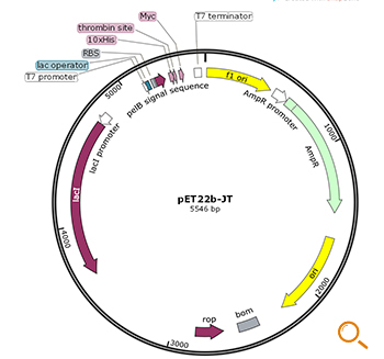 The structure diagram of the expression vector in E. Coli