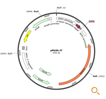 The structure diagram of the expression vector in yeast