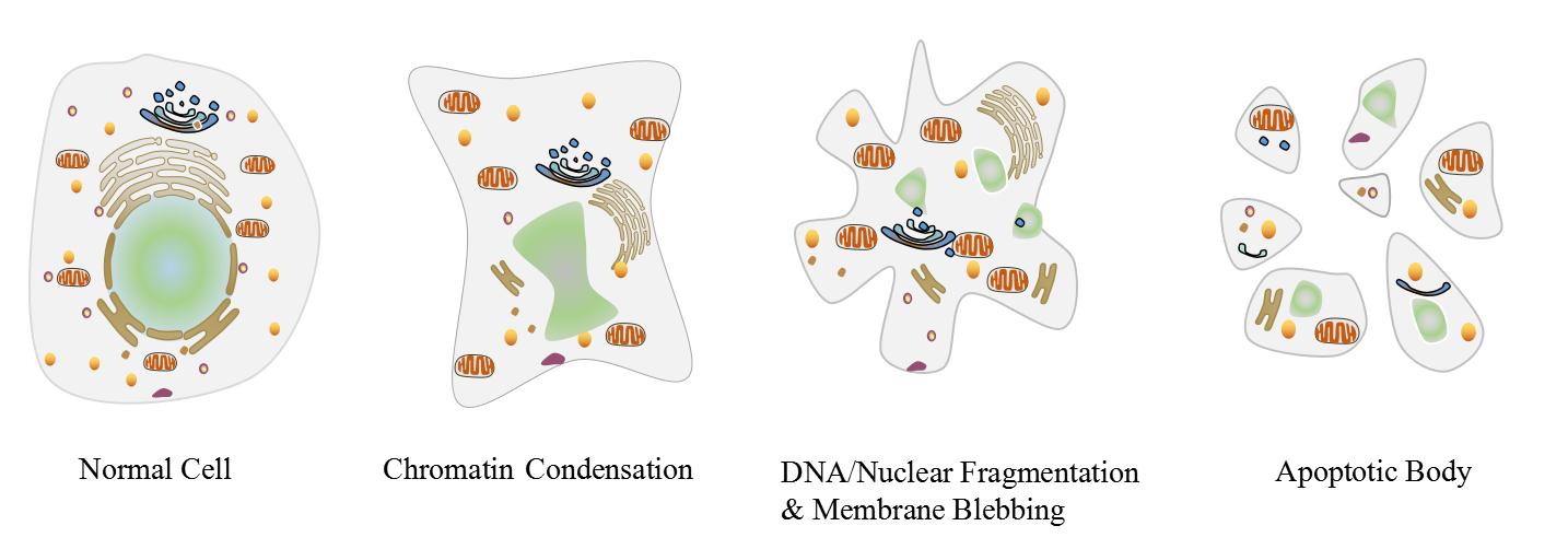 process of apoptosis