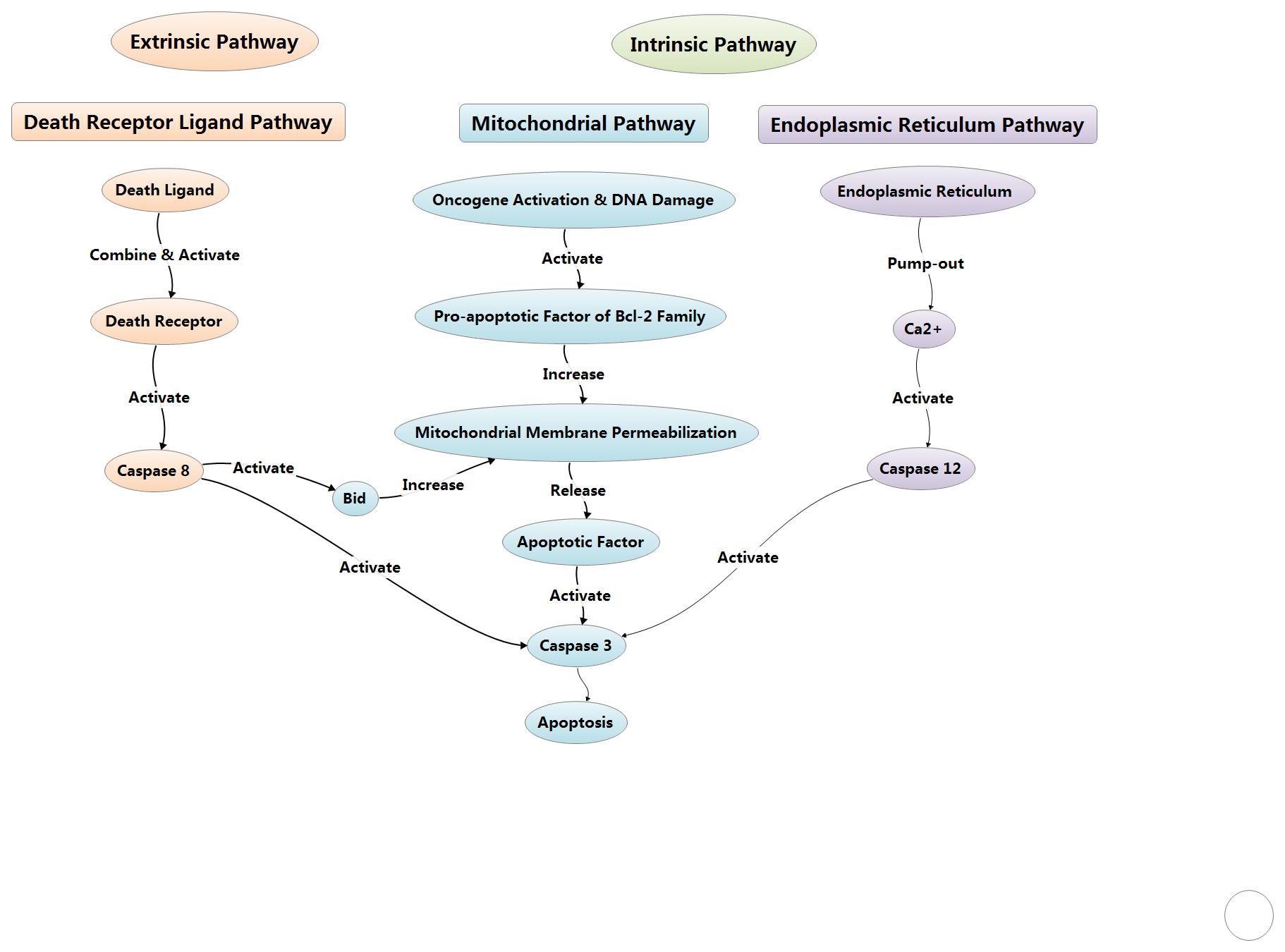 extrinsic and intrinsic pathway of apoptosis